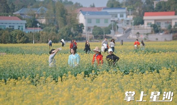 游客在油菜花田拍照打卡。