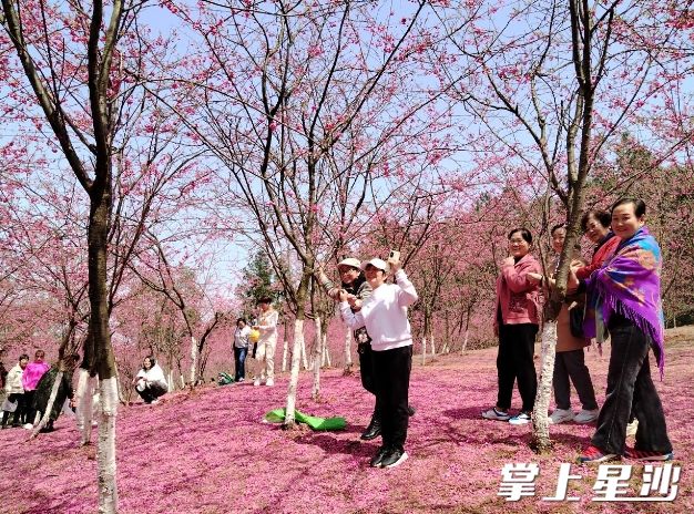 市民在锦绣江南生态农庄赏樱花。