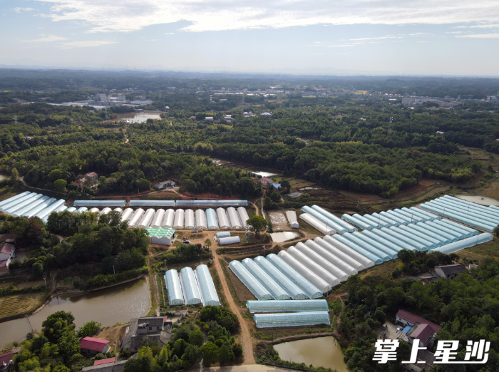 越丰生态农业发展有限公司蔬菜种植基地。企业供图