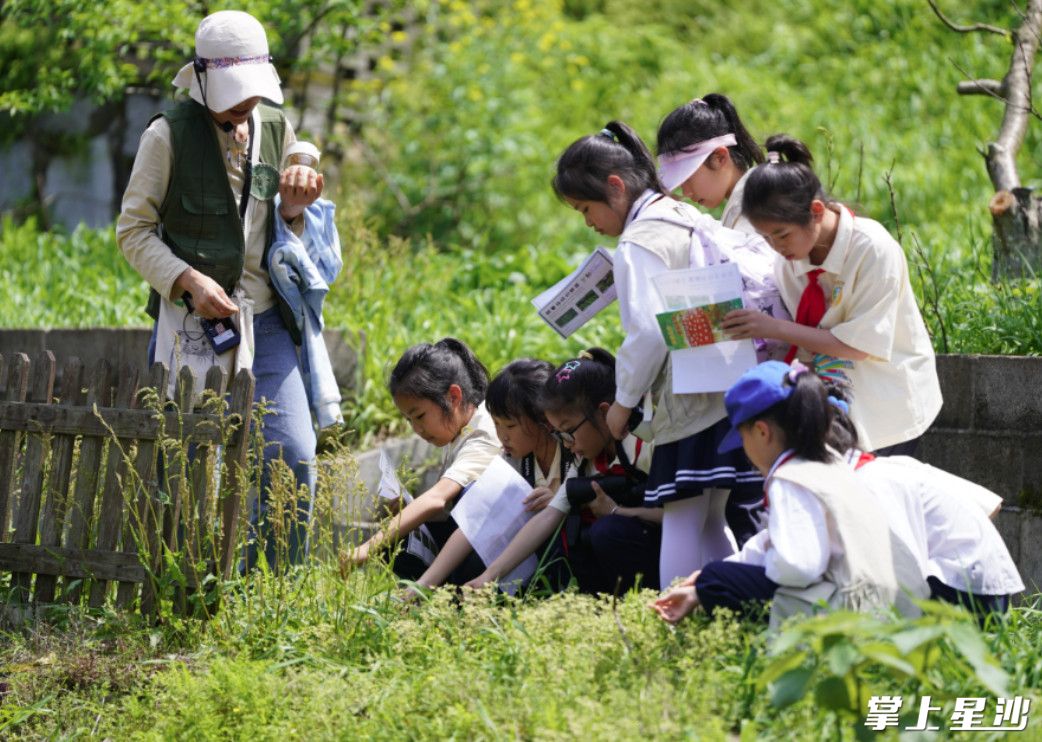 清明节期间，开慧镇飘峰一所自然学校推出的“跟着诗经采野菜”自然研学活动人气爆棚。开慧镇供图