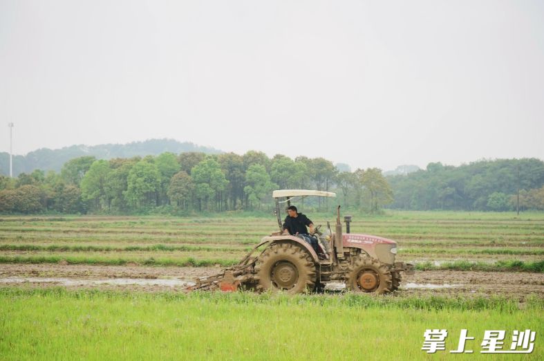 在黄花镇回龙村，工作人员正操作旋耕机犁田。吴婉沁 摄