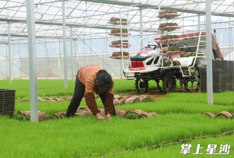 江背镇肖排村的农户正在标准化育秧工厂劳作。江背镇供图
