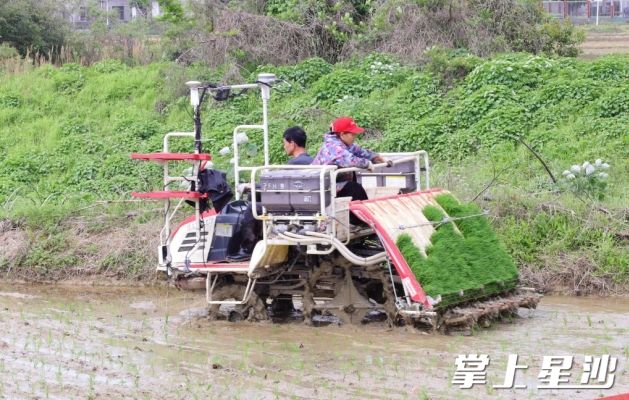 金井镇双江社区，村民们熟练操控着插秧机在水田里往返穿梭。刘果林 摄