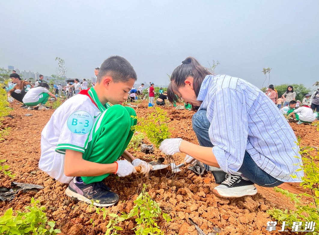 小学生参与植树活动。