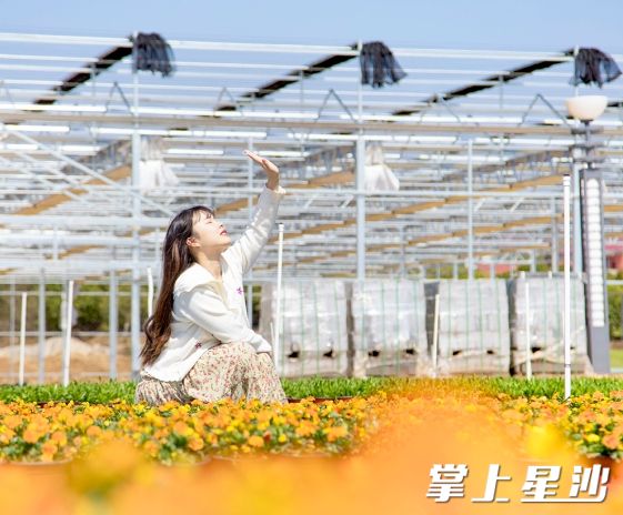 安沙的花海如同一幅绚烂画卷，美得令人失语，吸引了大量游客前来打卡。