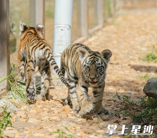 金井镇三珍虎园是目前省内最大的一家虎类饲养繁殖基地。