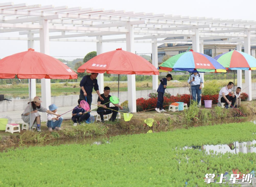 钓龙虾季节，游客们在稻田边钓虾。长沙县文旅局供图