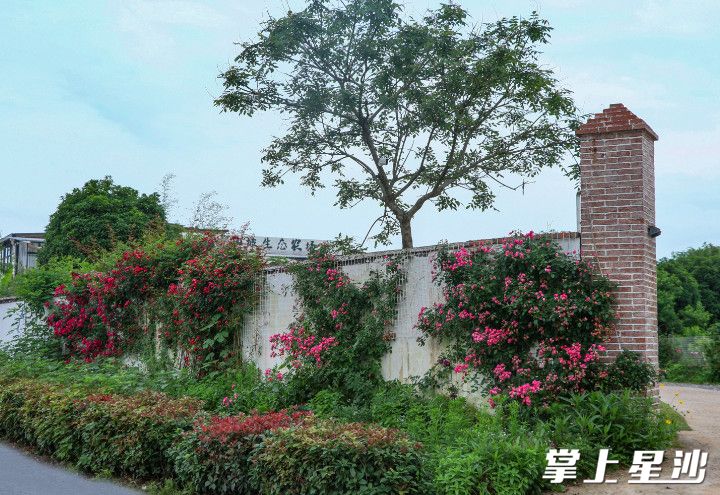 半山坡·芭蕉熊生态农场。 均为街道供图