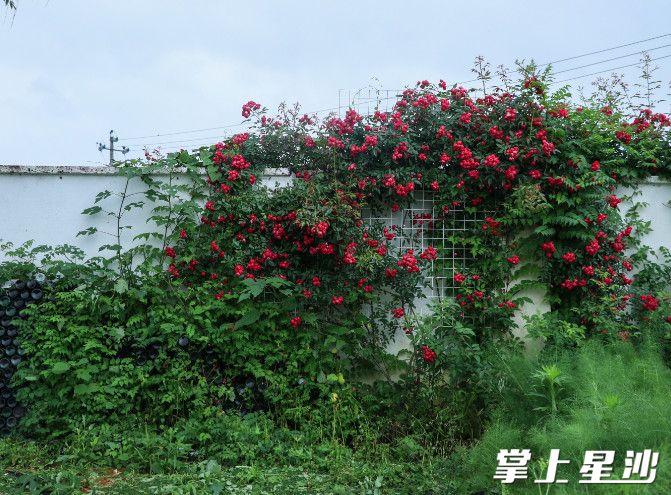 一簇簇的蔷薇花从墙头倾泻而下，形成花墙“瀑布”。