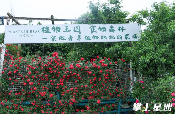 蔷薇色泽鲜艳，气味芳香。