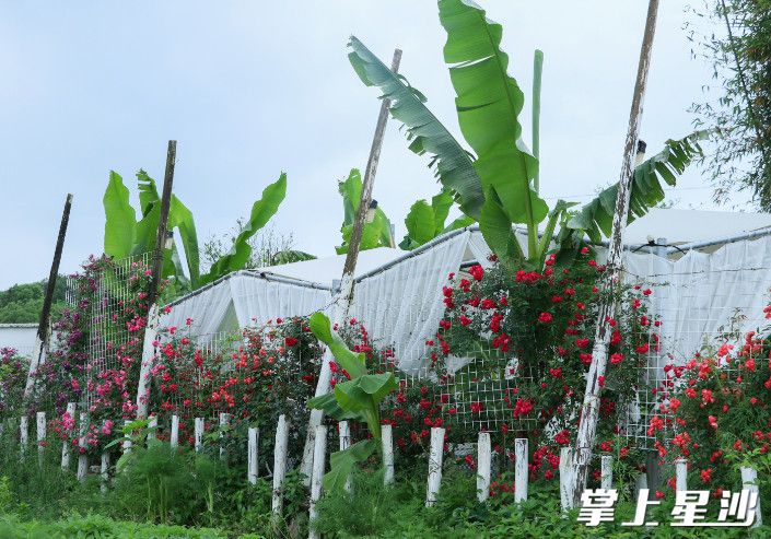 来半山坡·芭蕉熊生态农场赏花，享受悠闲时光。