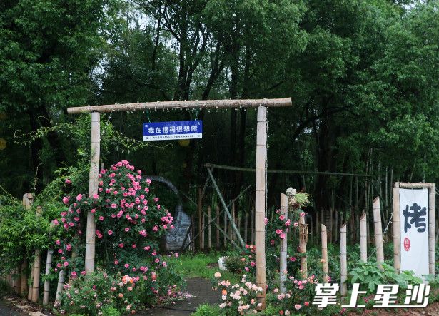 蔷薇被誉为“花中仙子”。