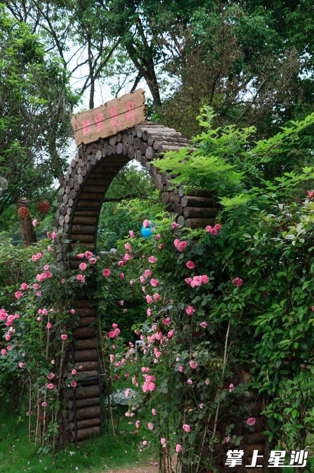 一丛丛的蔷薇花深深浅浅、层层叠叠，浪漫又美好。