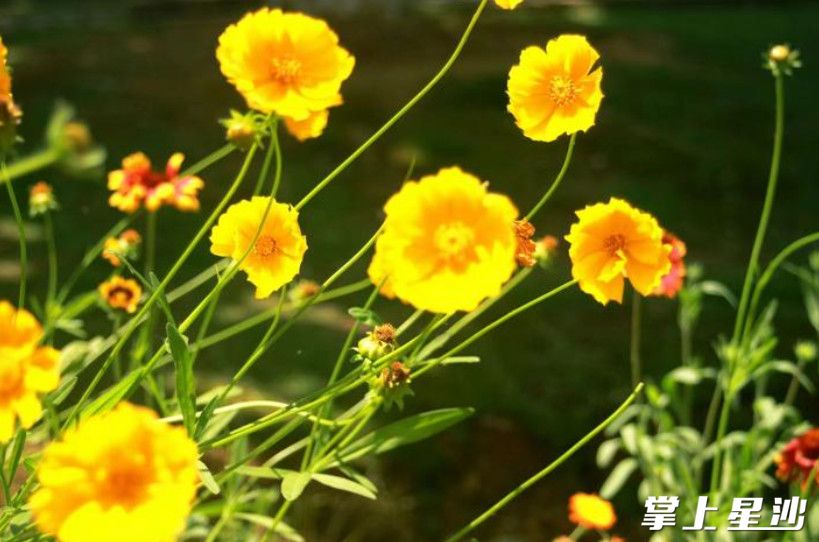 在阳光下，金鸡菊闪耀着迷人的光芒。叶甜 摄