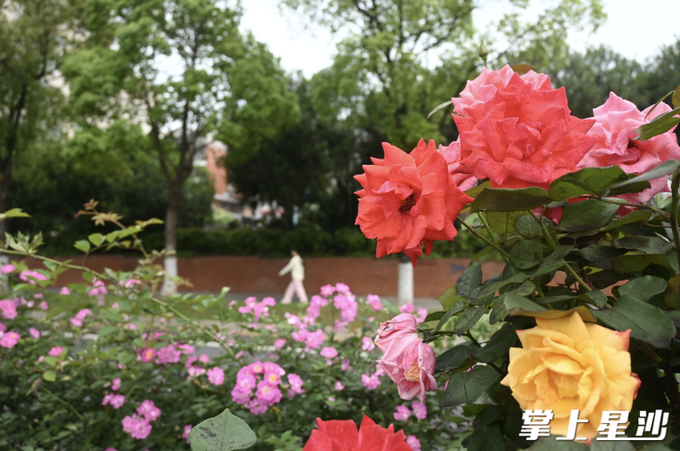 开元西路上高杆月季次第盛开。杨欣雨 摄