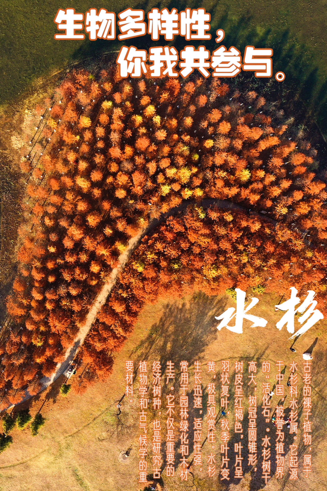 松雅湖生态新城发展中心制作的国际生物多样性日海报。