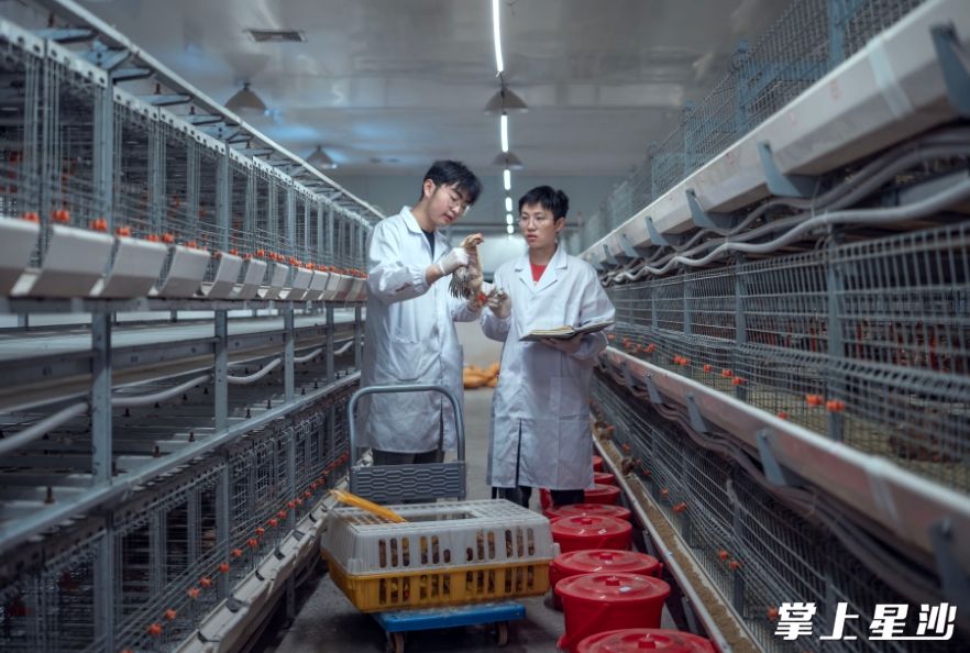 锡福村通过引进科技人才，做强实体经济。章帝 摄