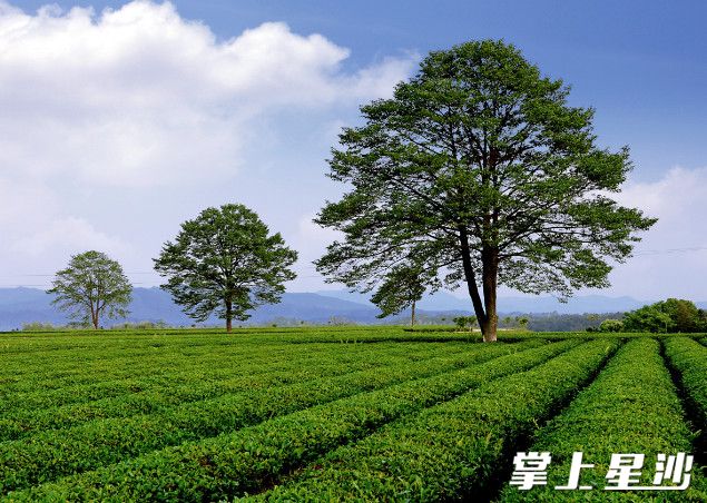 金井镇三棵树茶园。金井镇供图