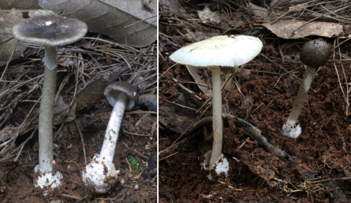 图为灰花纹鹅膏（左）和裂皮鹅膏（右）。