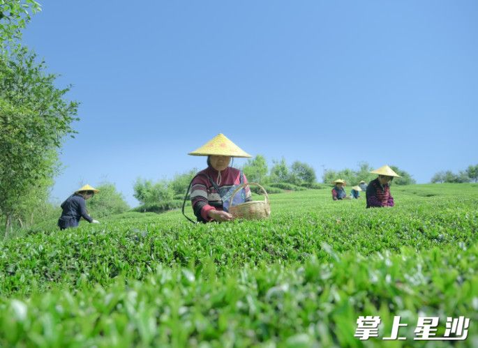 葛家山村骄杨绿茶。