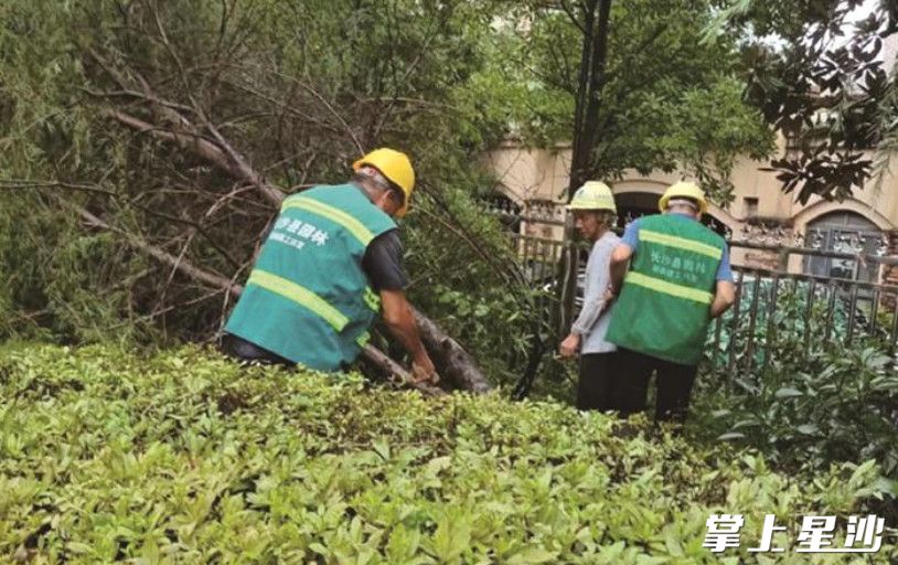 长沙县园林工人正在清理倒伏树枝。长沙县城管局供图