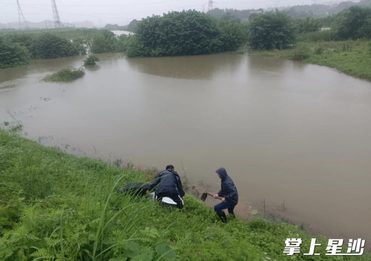 安沙镇人大代表唐罗生疏通红旗垸白沙河消水桥组段涵管通道。安沙镇供图