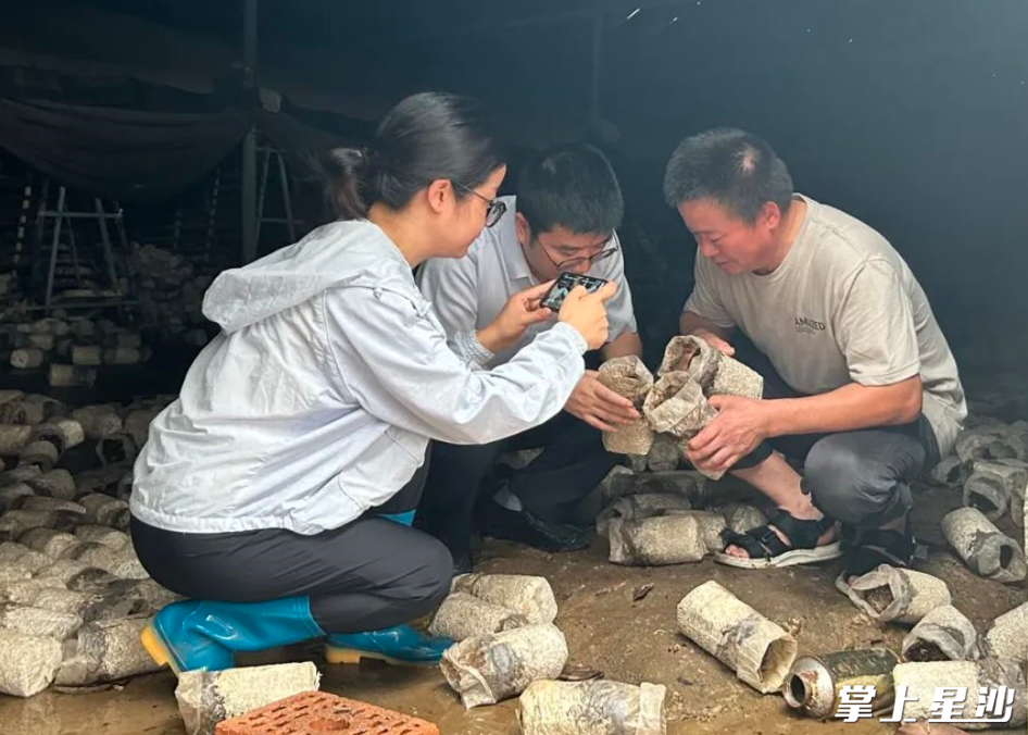 长沙县农业农村局农技人员和保险公司工作人员查看农户菌包受损情况。长沙县农业农村局供图