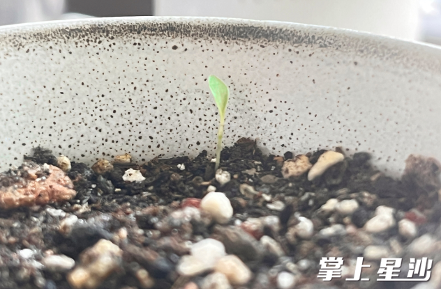 按照育苗手册上的种植方法，“种子徽章”在9天后发出萌嫩芽。王俊 摄