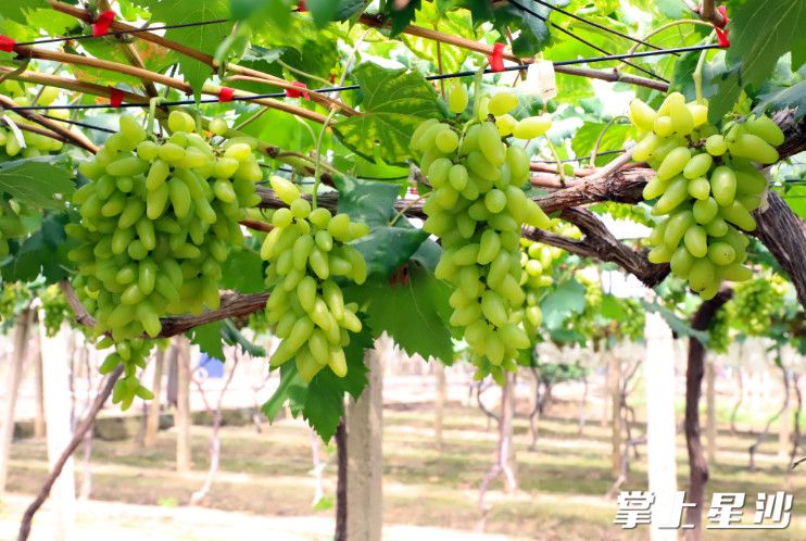 一串串葡萄整齐排开，颗颗晶莹剔透、煞是喜人。