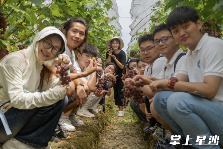 刘娟带领长沙学院“三下乡”团队体验果园镇的水果采摘。
