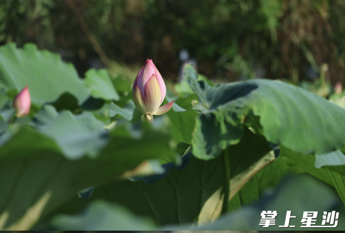 荷花矗立在荷叶上，十分显眼。