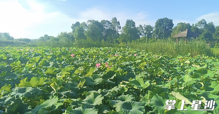 松雅湖湿地天鹅湖区域一大片荷花正在开放。