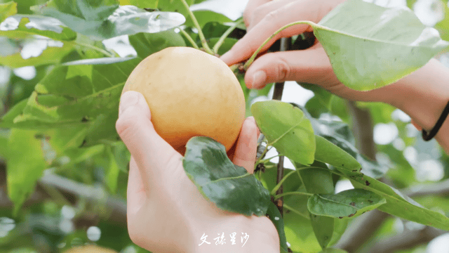 华泽的农场园子，近1000棵翠玉梨树供游客来摘，水灵、饱满、脆甜的梨子，一口咬下去立马消暑。