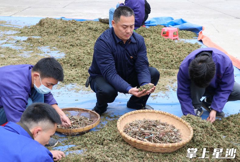 侯辉（右二）在检查中药材。