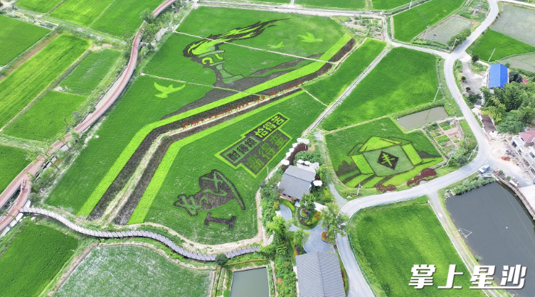 田为纸，稻为墨，绘就乡村振兴好“丰”景。均为艾哲文 摄