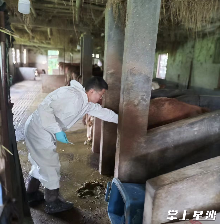 郑彬检查牛的情况。 受访者供图