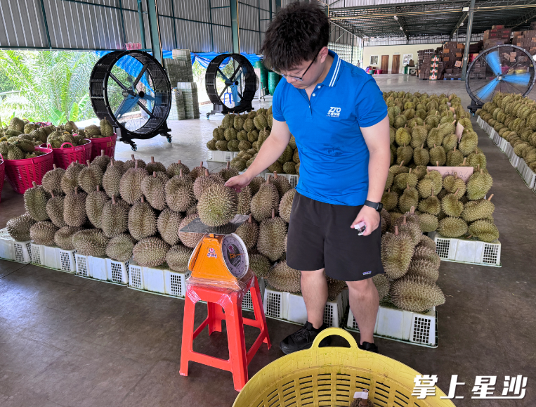 此次进口的这批金枕榴莲来自泰国南部春蓬府的果园，由中通保税项目组成员亲赴现场协同新鲜现摘，每一个都仔细检查保障完好。长沙中通航空货物运输有限责任公司供图