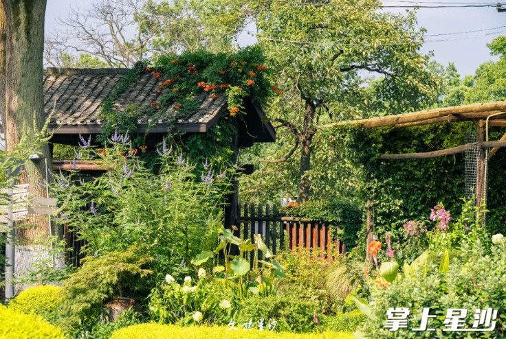 “十亩之间”有超过5000盆、800+品类的多肉植物被摆放和种植在各个角落，让人看花眼。