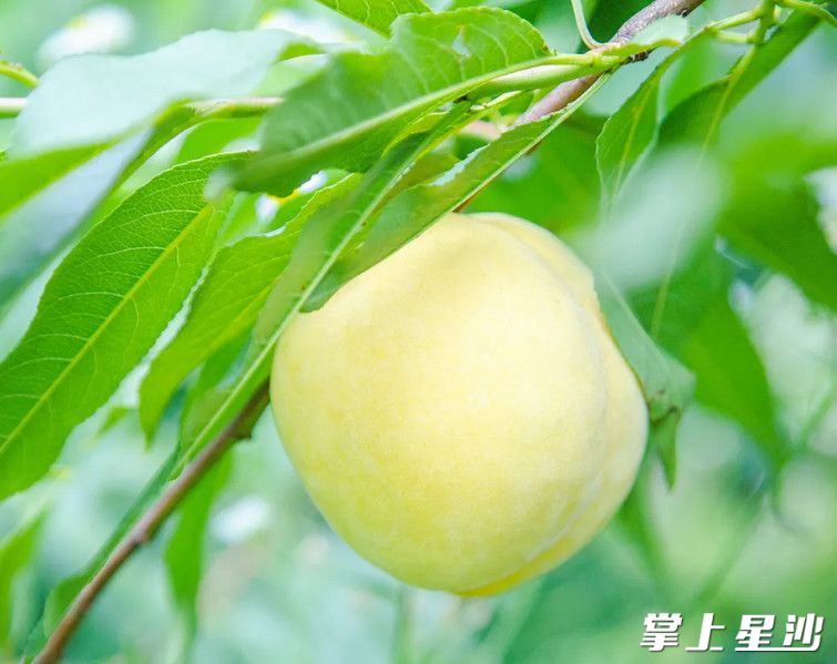 黄桃藏在碧绿的枝叶间，一伸手就能够到。