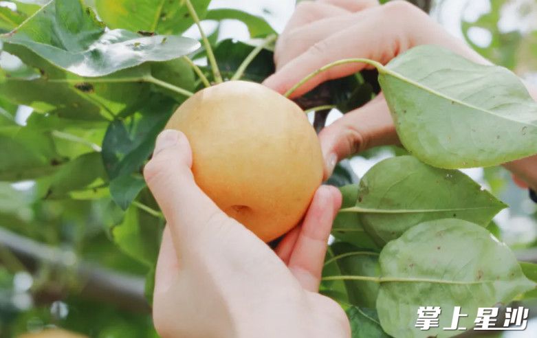 黄澄澄的梨子挂在枝头，散发出诱人的香气。