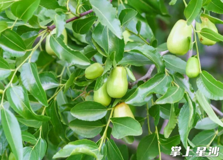 每一颗枣子都蕴含着大自然的精华与阳光的温暖，个大饱满，表皮光滑细腻。