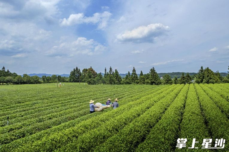 茶农正在茶园采茶。金井镇供图