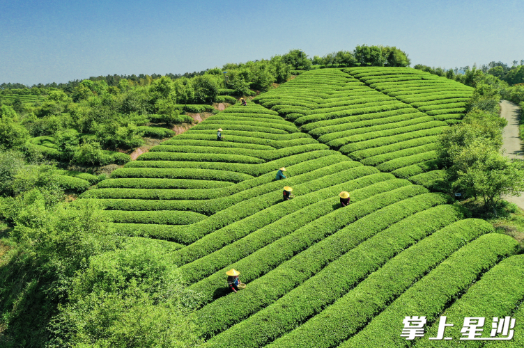 葛家山村骄杨茶业。