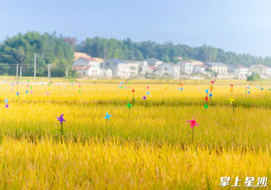 10月下旬，开慧镇将举办“我在开慧有丘田”农文旅体验活动。