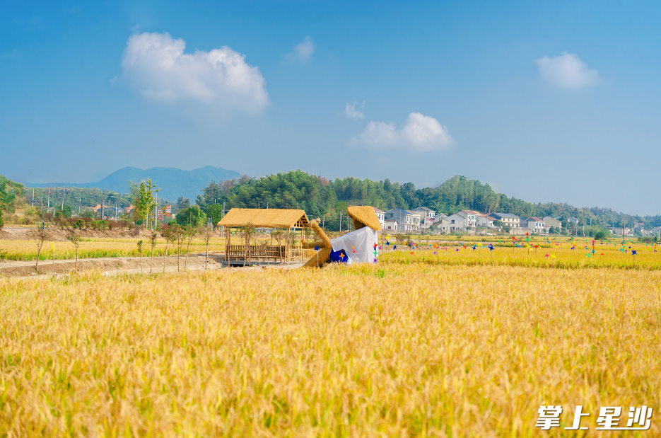 开慧镇开慧村稻田里一片金黄。