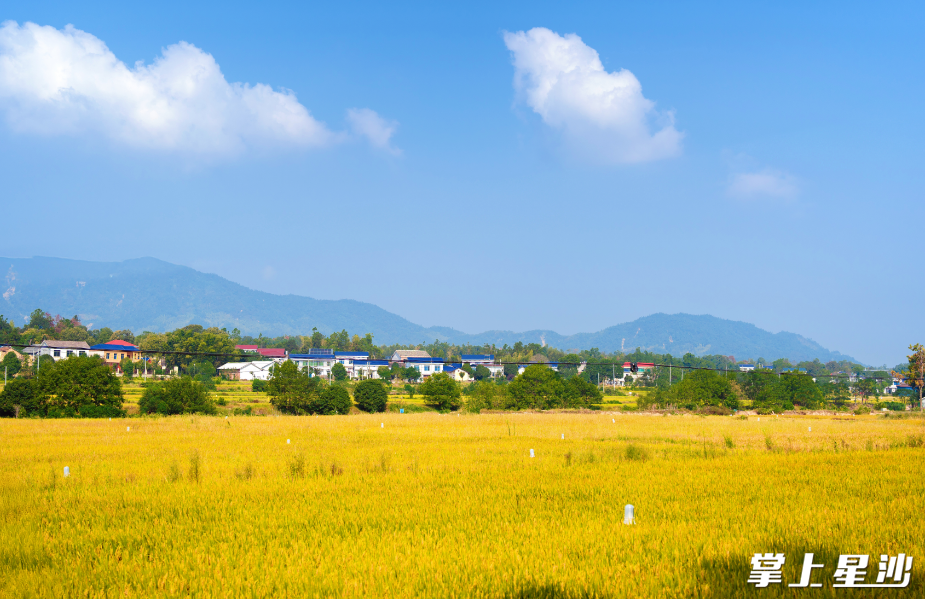 位于开慧镇枫林市村的粮食生产“四高”试验示范区金稻飘香。