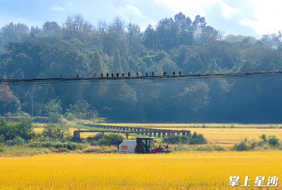 一台台收割机在地里来回穿梭，将一排排稻谷带穗“吞入”。