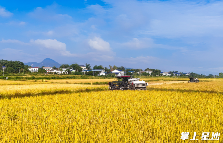 收割机阵阵轰鸣声响彻田间。