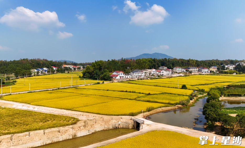 开慧镇3.5万亩晚稻迎来收获季，总产量预计在1.75万吨。