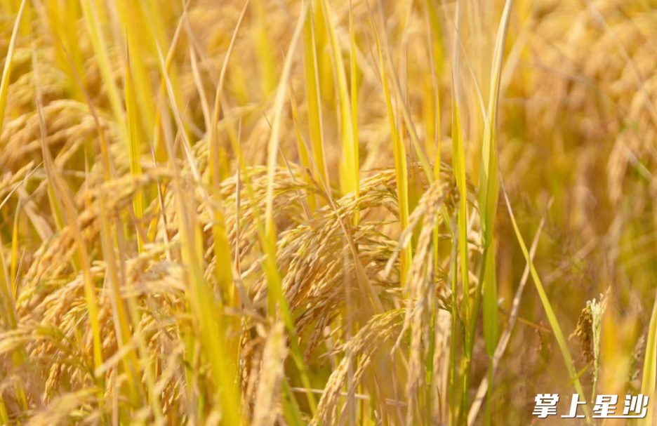 晚稻长势喜人。